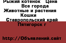 Рыжий котенок › Цена ­ 1 - Все города Животные и растения » Кошки   . Ставропольский край,Пятигорск г.